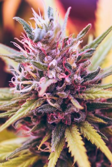 Heterogeneity within cannabis flowers