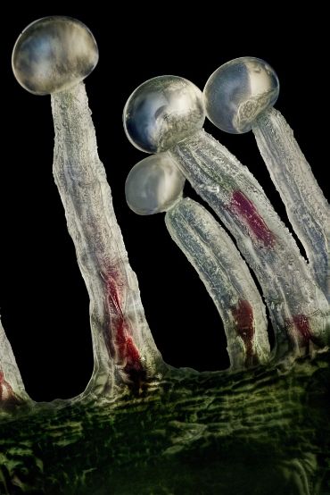 Welcome to the world of trichomes